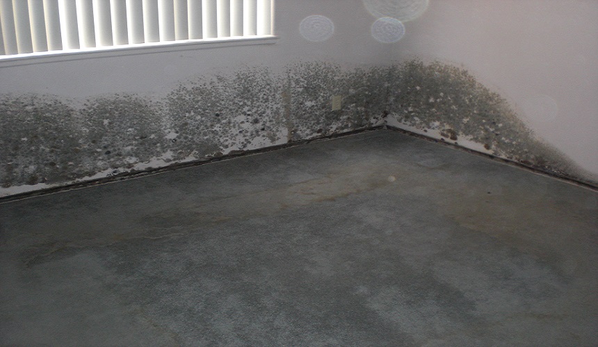 dealing with mold in carpet after leaks
